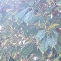 Ficus nervosa Roth